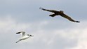 Marsh Harrier hunting (7)